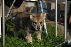 DSC_1725_Shaya_49_Tage