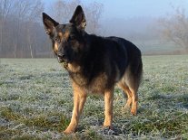 DSC00660 Yuma hat immer noch nicht genug und guckt Frauchen mit herausforderndem Blick an....man beachte das Büschel Gras im Maul....