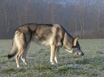 DSC00663 Nisha wundert sich gar nicht mehr über Yuma.