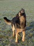 DSC00668 Yuma kann's nicht lassen - ihr Temperament geht manchmal mit ihr durch.