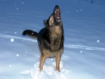 DSC01167 Yuma ist ganz aufgedreht und will, daß man mit Schnee wirft.