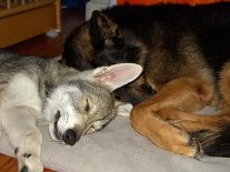 DSC00374 Kuscheln mit Yuma - Timish ist 11 Wochen alt