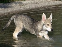 DSC00430 Timish überlegt sich, ob sie in's Wasser soll oder nicht...