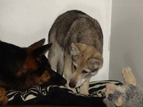 DSC01153 Tante Yuma, darf ich zu Dir liegen?