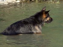 DSC01230 Yuma sitzt im Wasser.