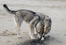 DSC_4226 Nisha und ihre Tochter beim Schnüffeln im Sand.