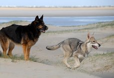 DSC_4235 Yuma und Timish.