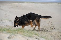 DSC_4247 Yuma in ihrem Element. Sie war einfach nur glücklich am Strand - wo sonst kann man so herrlich buddeln?
