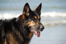 DSC_6266 Yuma