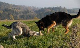 DSC_8666 Bei Yuma einschleimen...