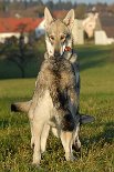 DSC_9880 Naja - diesmal macht Timish das wohl nicht, weil sie den Tannenzapfen haben will....sie hat ihn ja schon...sie macht es aber seeehr konzentriert.