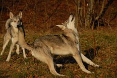 DSC_1550 Wir haben für die Hundis Leckerlies durch die Luft geworfen und sie versuchen es mit allerlei Akrobatik zu fangen....links im Bild ist Timish in Aktion.