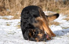 DSC_5104 Und nochmal eine Rolle im Schnee!