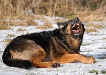 DSC_5112 *grrrr*