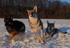 DSC_7363 Und losstürmen!