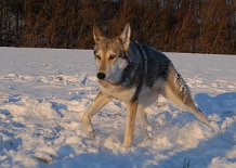 DSC_7365 ....und sie bewegt sich doch, denn so alleine da rumliegen ist ja auch irgendwie doof....