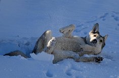 DSC_6805 Nisha sowieso - sie liebt es, sich im Schnee zu wälzen!