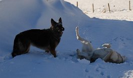 DSC_6808 Yuma und Nisha