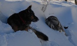 DSC_6826 Yuma und Nisha