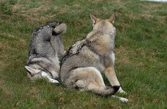 DSC_9759 Timish macht Faxen und will Nisha zum Spiel auffordern - sie ist der Meinung, mit einem Purzelbaum geht das wohl am besten! Nisha wundert sich nur über ihre...