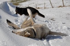 DSC_0178 Nisha wälzt sich genüßlich im Schnee.