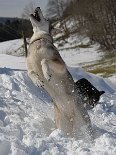DSC_0184 Schnee fangen (Nisha)!