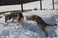 DSC_0226 Timish und Nisha suchen im Schnee.