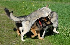 DSC_1355 Yuma will auch mitspielen, nimmt sich ein Büschel Gras (ihr Schalldämpfer, denn damit bellt sie leiser) und schlüpft unter Timish durch, die gerade mit ihrer...