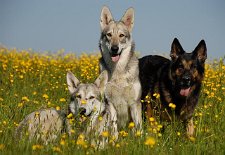 DSC_2932 Alle mal gucken! Nisha, Timish, Yuma