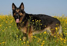 DSC_2966 Yuma