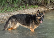 DSC_5853 Yuma ist glücklich - endlich mal wieder baden!