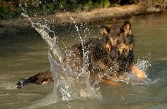 DSC_6396 Yuma hat ihren Spaß im Wasser....