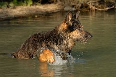 DSC_6400 Los Herrchen - nochmal!