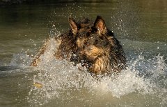 DSC_6406 Wo isses?