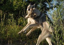 DSC_6439 Timish und Nisha sind derweil immer noch fleissig am Toben!