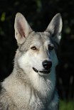 DSC_7607 Nisha