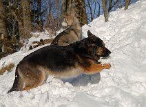 DSC_5171 Und sie nimmt ihre Arbeit sehr ernst, denn es gilt, den Schnee abzutragen.