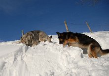 DSC_5189 Timish steckt den Kopf in den Schnee, während Yuma unermüdlich ihrer Arbeit nachgeht...