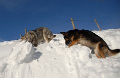 DSC_5190 ...und löst dabei eine kleine 