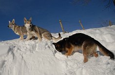 DSC_5199 Timish, Nisha und Yuma