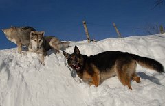 DSC_5205 Nisha fragt sich wohl, was Yuma schon wieder zu erzählen hat....