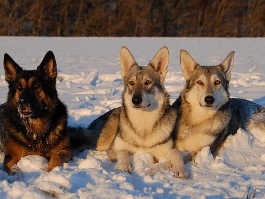 02-02-2008 Gruppenphotos Heute habe ich mich einer besonderen Herausforderung gestellt: Ein Gruppenphoto von meinen 3 Weibern. Tja, wie sich...