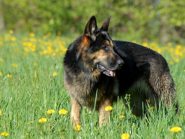 29-04-2008 Frühlingsspaziergang Es ist Frühling und alles blüht, die Sonne scheint und die Hundis haben ihren Spaß, über die Wiesen zu rennen und zu...
