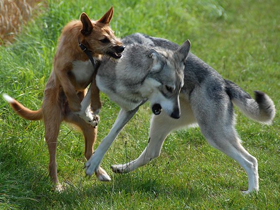 05-08-2008 Timish und Lulu Lulu war für kurze Zeit der Pflegehund unserer Nachbarn. Sie ist etwa 7 Monate alt und hat sich nach anfänglicher...