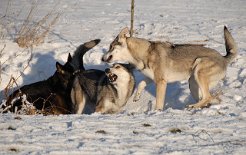 DSC_6556 ...aber Nisha und Timish lassen sich von Yuma nicht beeindrucken...