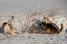 DSC_6572 ...doch Yuma wird nachdrücklich und Timish weicht dem Schalldruck aus ;) .