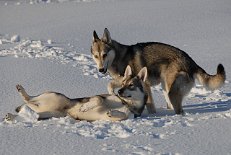 DSC_7676 Timish liegt im Schnee, Nisha steht daneben.