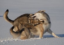 DSC_7686 ...und es wirkt!!