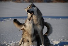 DSC_7716 Jetzt ist aber gut!