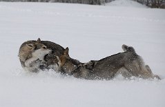 DSC_7988 Laß das!!